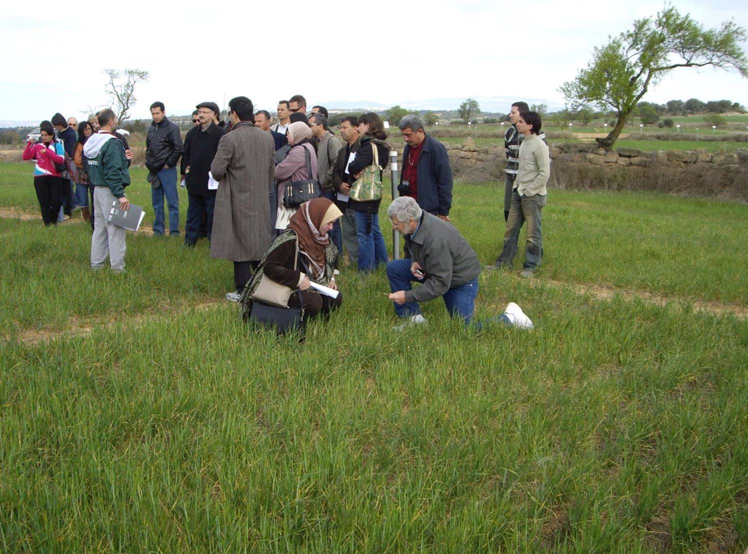 Short-course participants in a no-tillage field of wheat near Zaragoza Spain