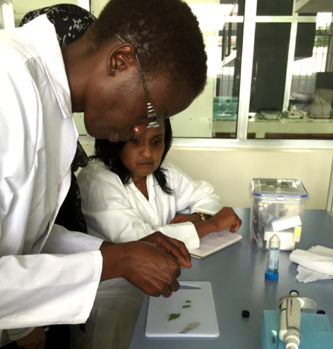 People in lab cutting leaves